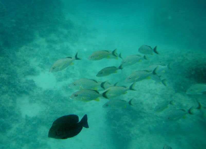 snorkeling poisson minorque